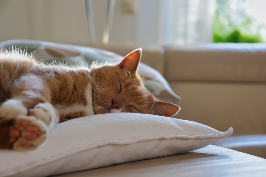 Cat Napping on Pillow